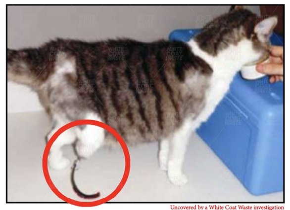 Cat with a visible tail injury near a person feeding it, highlighting animal welfare concerns.