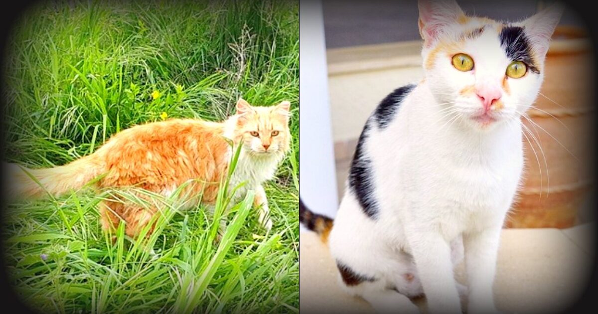 Two cats are shown, one ginger in a grassy field and one calico sitting indoors, showcasing their distinct colors and expressions.