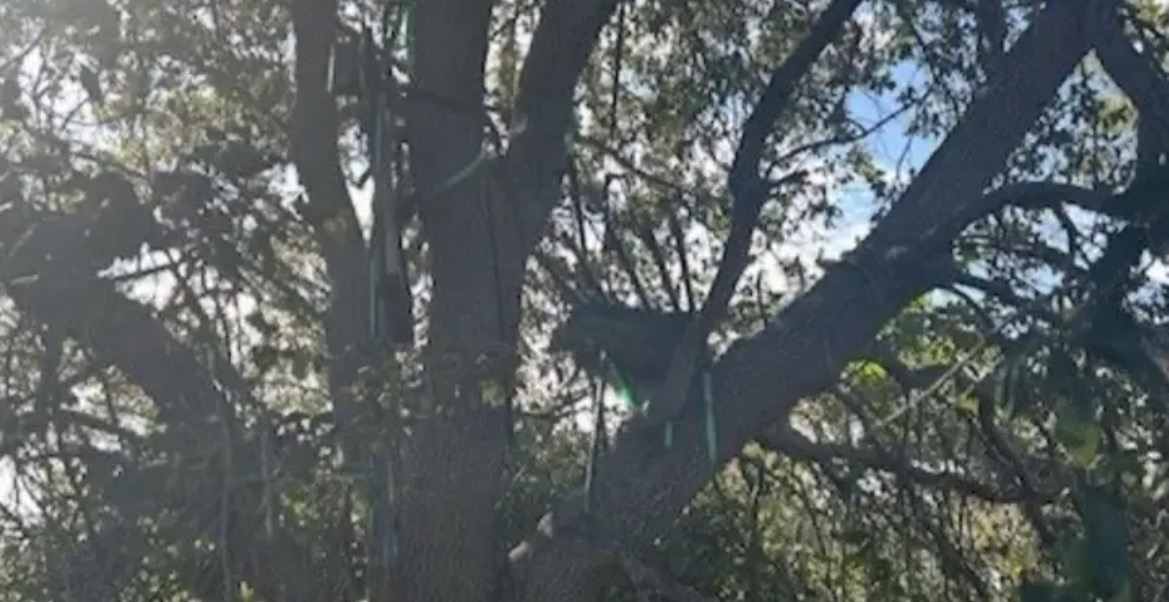Sunlight filters through the branches of a large tree, highlighting its textured bark and lush green leaves against a clear blue sky.
