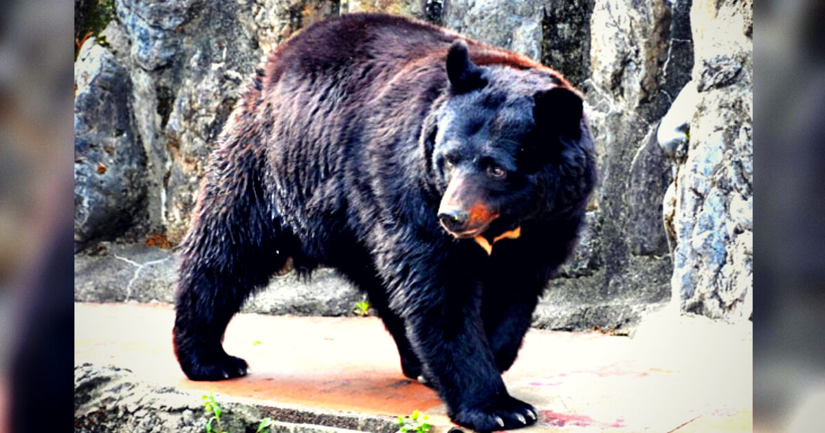 Black bear walking on a path near rocky terrain, showcasing its thick fur and strong physique in a natural habitat setting.