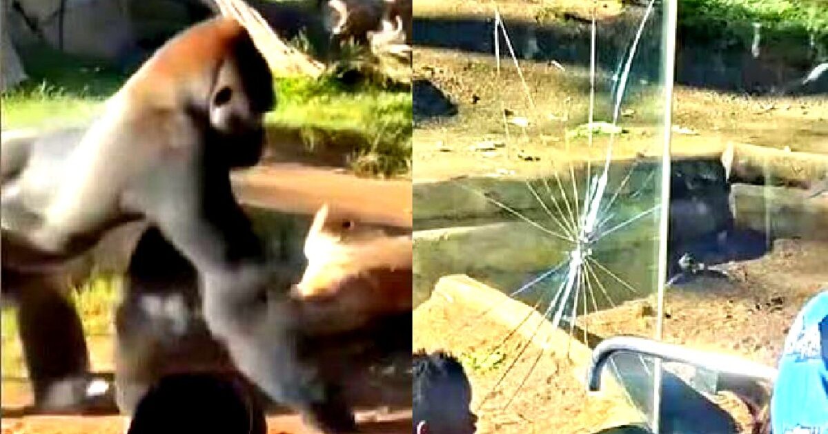 Gorilla interacting near a cracked glass enclosure at a zoo, with visitors observing the scene in the background.