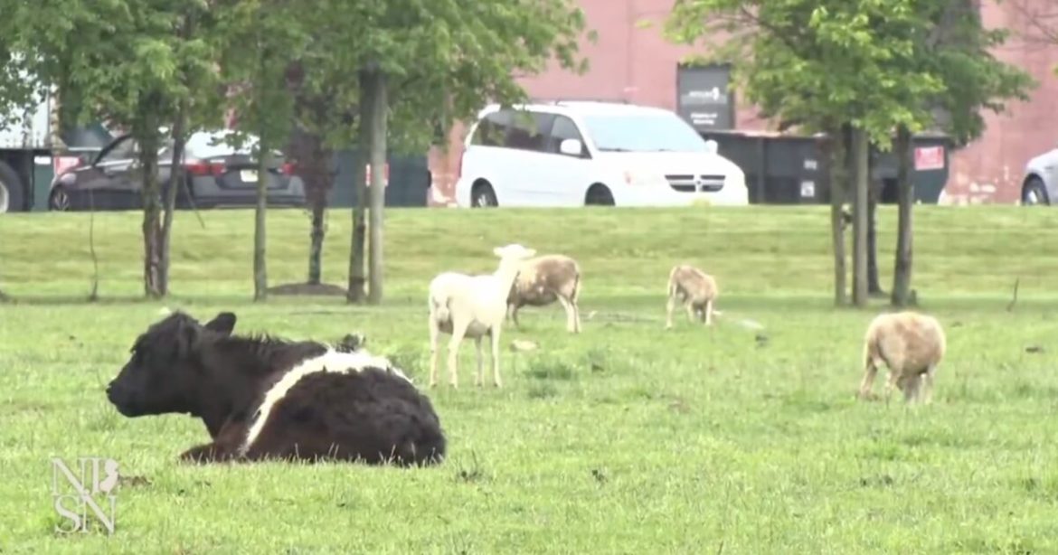 Victory for Family Battling State Efforts to Steal Their  175-year-old Family Farm by Envoking  Eminent Domain