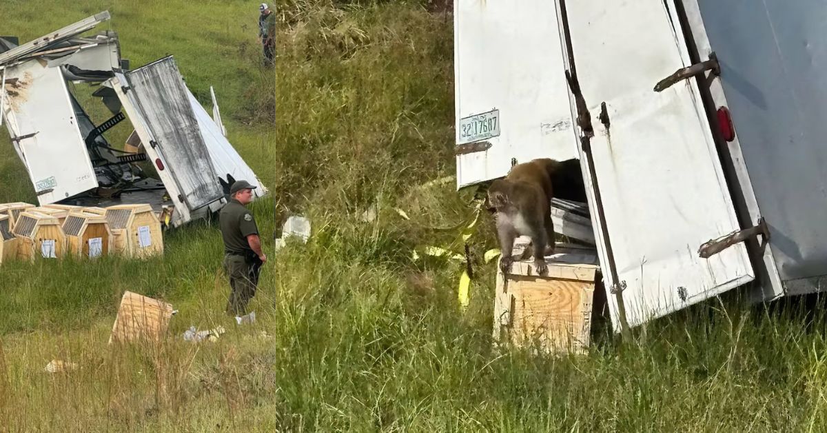 A law enforcement officer observes an overturned truck with crates, while a monkey explores the scene in a grassy area.