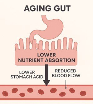 Illustration explaining how aging affects gut health, highlighting lower nutrient absorption due to reduced stomach acid and blood flow.